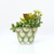 Ceramic Succulent Planter